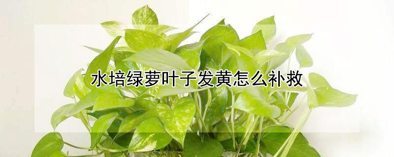 水培绿萝叶子发黄怎么补救 水培绿萝叶子发黄怎么补救视频