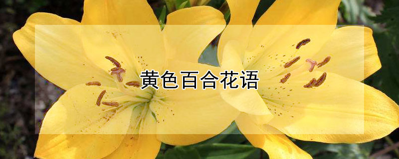 黄色百合花语（黄色百合花语是什么意思啊）