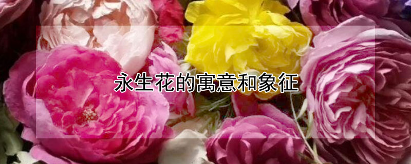 永生花的寓意和象征 送永生花的禁忌