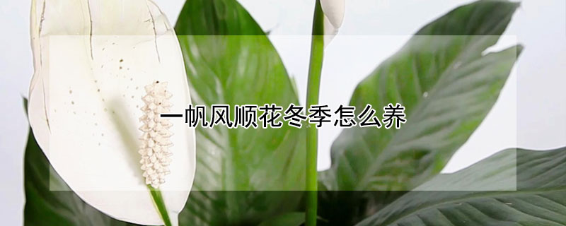 一帆风顺花冬季怎么养（一帆风顺花冬季怎么养护）
