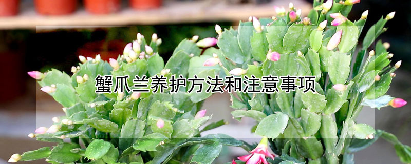 蟹爪兰养护方法和注意事项 蟹爪兰养护方法和注意事项视频