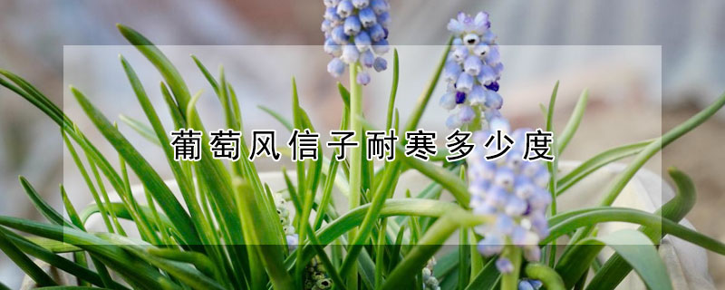 葡萄风信子耐寒多少度（葡萄风信子耐寒温度是多少）