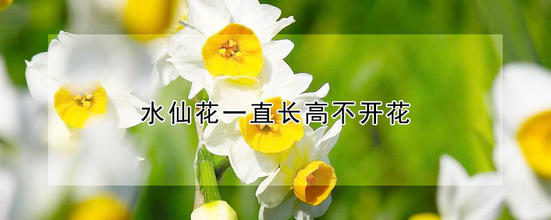 水仙花一直长高不开花（水仙花一直长高不开花怎么回事）