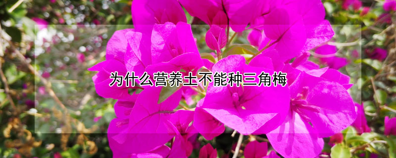 为什么营养土不能种三角梅（为什么营养土不能种三角梅花）