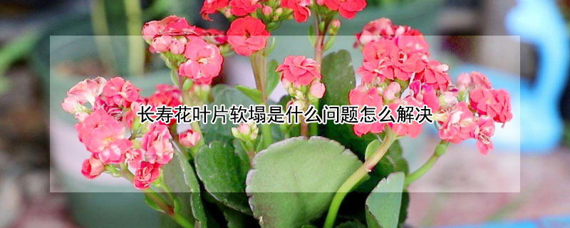 长寿花叶片软塌是什么问题怎么解决 长寿花隔着玻璃晒太阳行吗