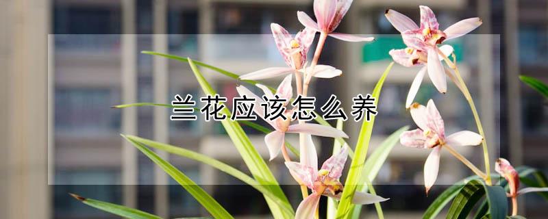 兰花应该怎么养 兰花应该怎么养才好
