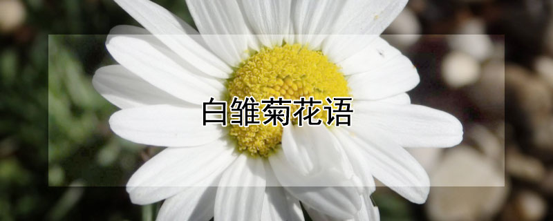 白雏菊花语 白雏菊花语象征与寓意