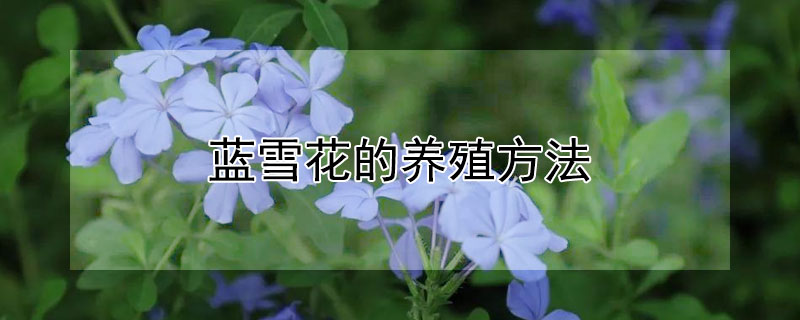 蓝雪花的养殖方法 蓝雪花的养殖方法和扦插