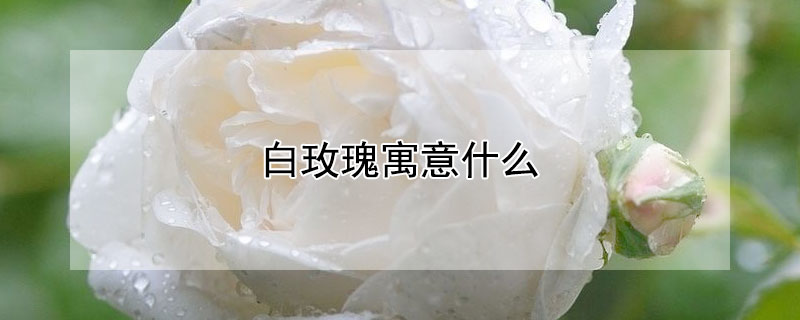 白玫瑰寓意什么 白玫瑰为啥不能随便送人