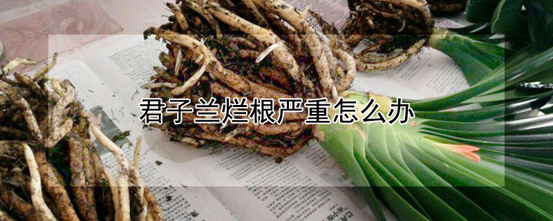 君子兰烂根严重怎么办（君子兰烂根严重怎么办,君子兰烂根怎么处理）