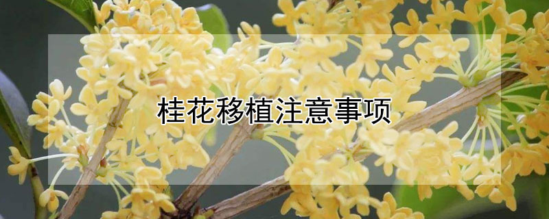 桂花移植注意事项 桂花移植注意事项有哪些