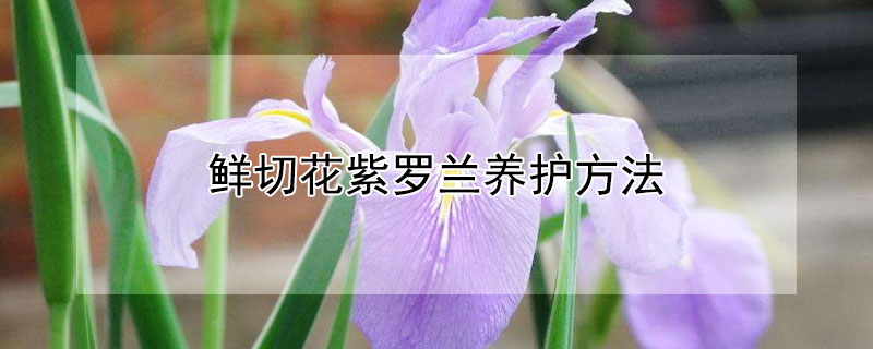 鲜切花紫罗兰养护方法（鲜切花紫罗兰养护方法有哪些）