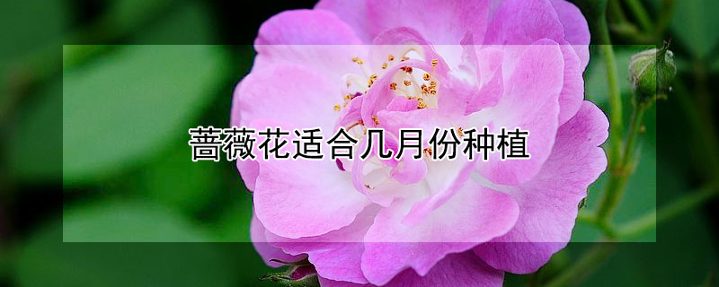蔷薇花适合几月份种植 蔷薇适合几月份栽种