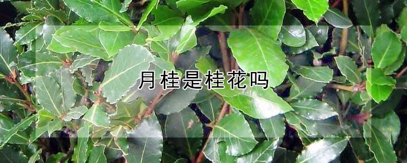 月桂是桂花吗 月桂树图片