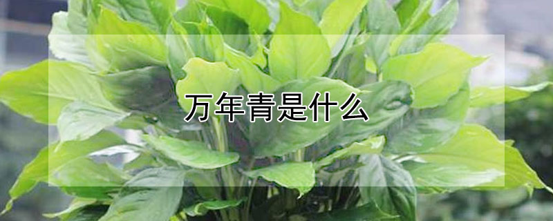 万年青是什么 万年青是什么植物