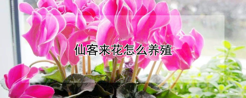 仙客来花怎么养殖 仙客来花养殖要求