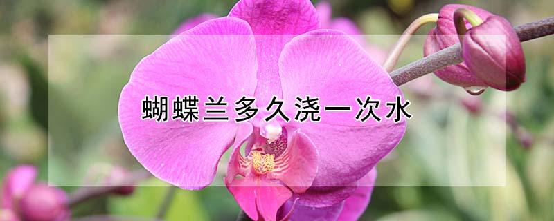 蝴蝶兰多久浇一次水 盆栽蝴蝶兰多久浇一次水
