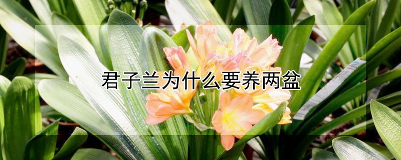 君子兰为什么要养两盆（君子兰为什么要养两盆 视频）