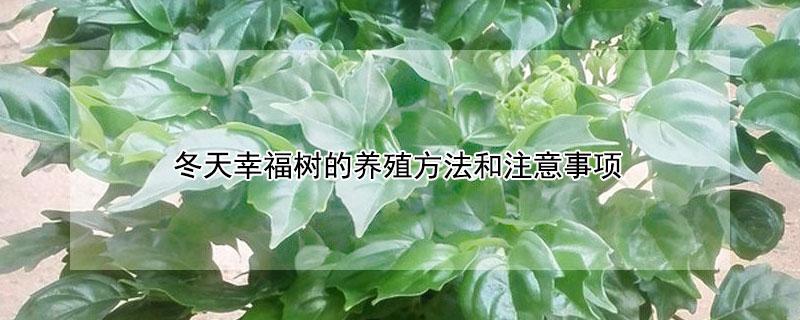冬天幸福树的养殖方法和注意事项 冬天幸福树的养殖方法和注意事项视频