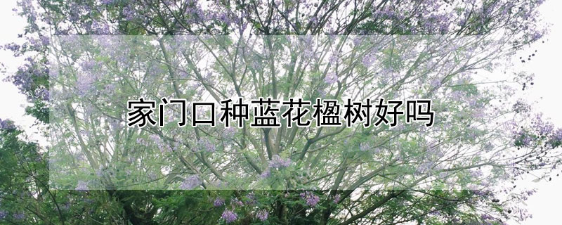 家门口种蓝花楹树好吗（蓝花楹树的风水意义）