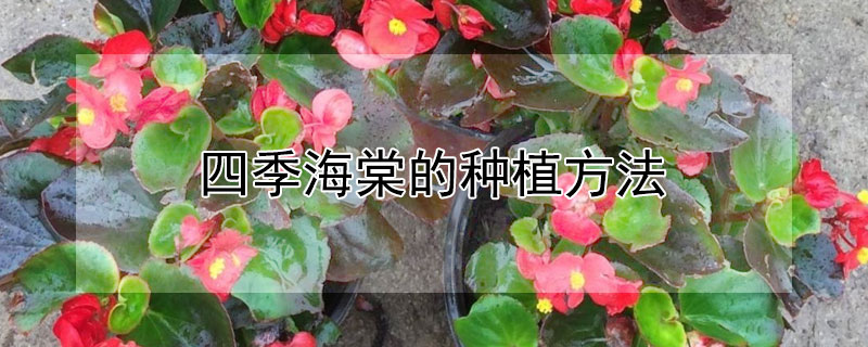 四季海棠的种植方法（四季海棠的种植方法和注意事项）