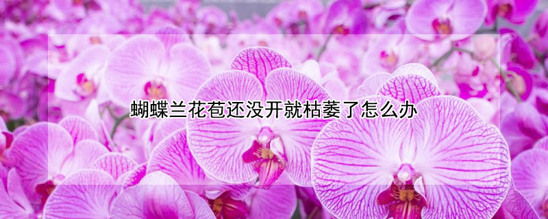 蝴蝶兰花苞还没开就枯萎了怎么办（蝴蝶兰花骨朵干瘪脱落怎么补救）