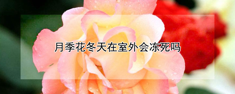 月季花冬天在室外会冻死吗（东北月季花冬天在室外会冻死吗）
