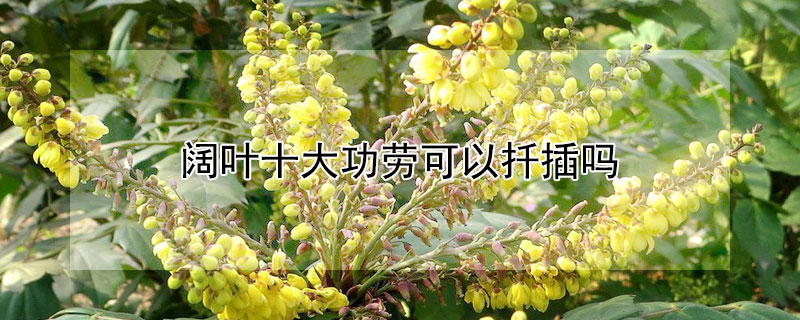 阔叶十大功劳可以扦插吗 阔叶十大功劳可以放在家里吗