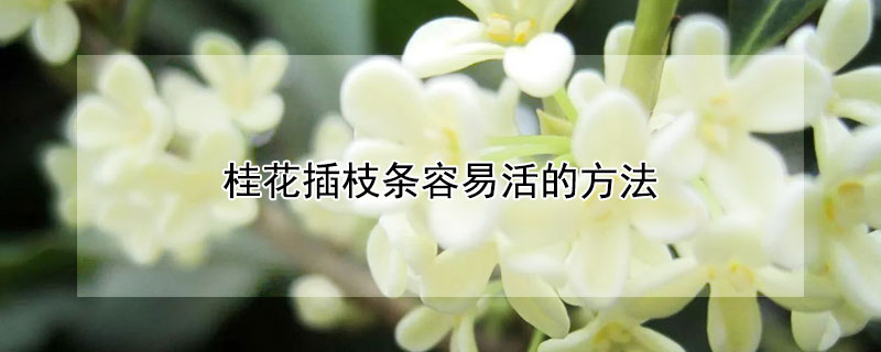 桂花插枝条容易活的方法 桂花插枝条容易活的方法是什么