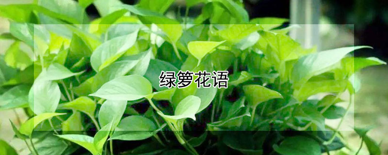 绿箩花语（绿萝花语象征与寓意）