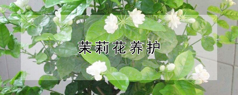 茉莉花养护 茉莉花养护与管理方法