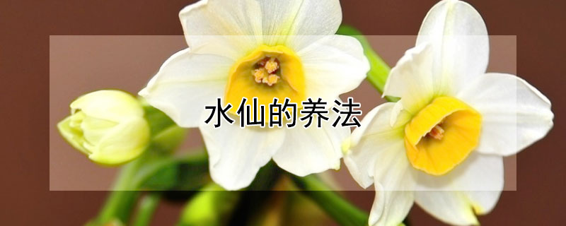 水仙的养法（水仙怎么养家庭养法）