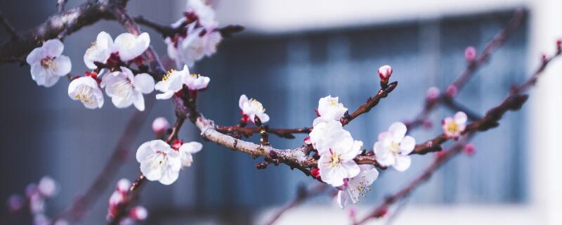 桃花花语（桃花的花语是什么）