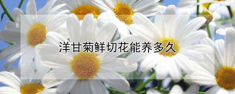 洋甘菊鲜切花能养多久（洋甘菊鲜切花如何水养）