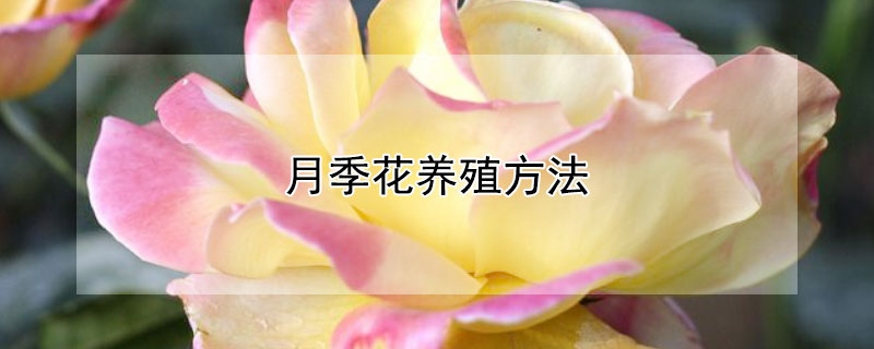 月季花养殖方法（盆景月季花养殖方法）
