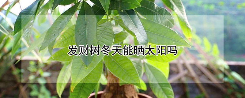 发财树冬天能晒太阳吗（发财树冬天能晒太阳吗怎么晒）