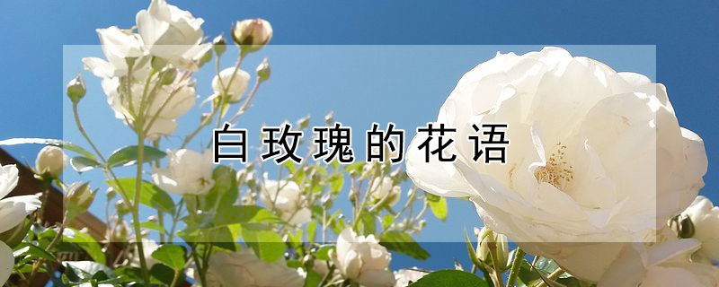 白玫瑰的花语 白玫瑰的花语文案