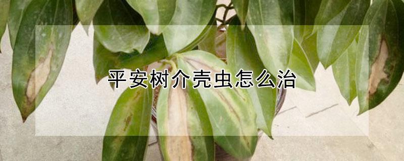 平安树介壳虫怎么治 平安树生介壳虫怎么办