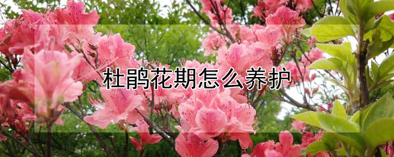 杜鹃花期怎么养护（杜鹃花期怎样养护）