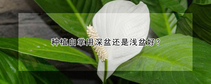 种植白掌用深盆还是浅盆好（种白掌用什么盆）