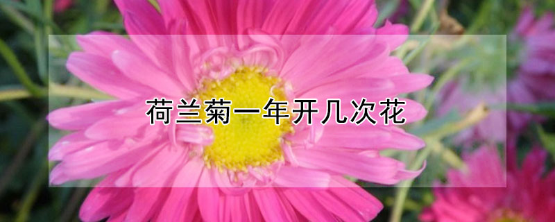 荷兰菊一年开几次花 荷兰菊一年开几次花花期多久贴吧
