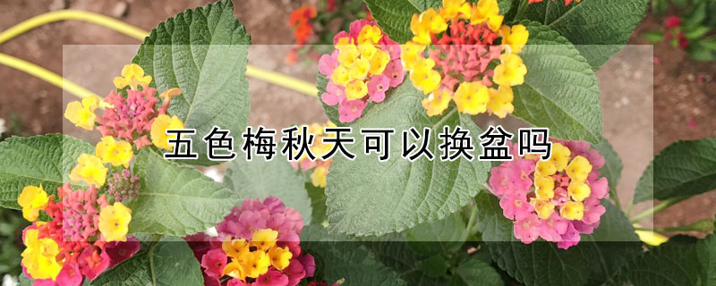 五色梅秋天可以换盆吗 五色梅换盆后叶子都蔫了