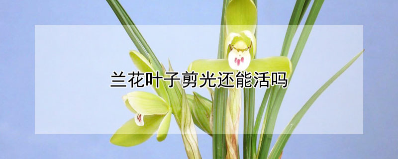 兰花叶子剪光还能活吗 兰花叶子剪掉还会长出来吗