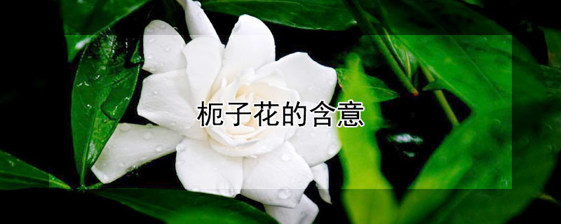 枙子花的含意 枙子花的用途