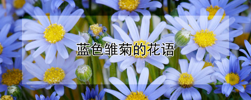 蓝色雏菊的花语 蓝色雏菊的花语和寓意