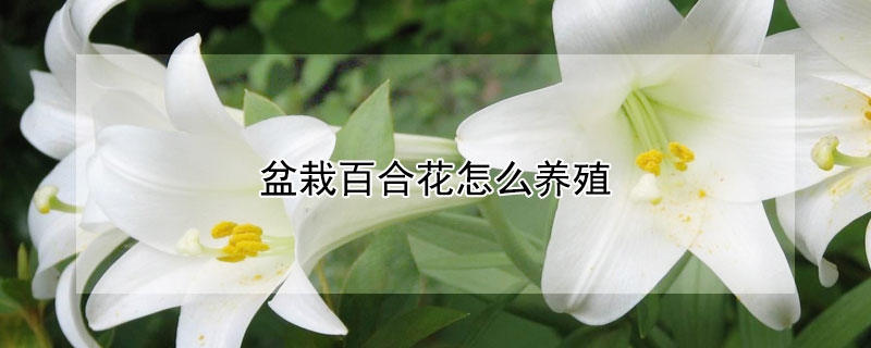 盆栽百合花怎么养殖（盆栽百合花怎么养殖的）