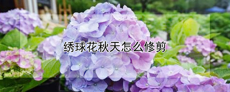 绣球花秋天怎么修剪 绣球花秋天怎么修剪,剪到什么位置