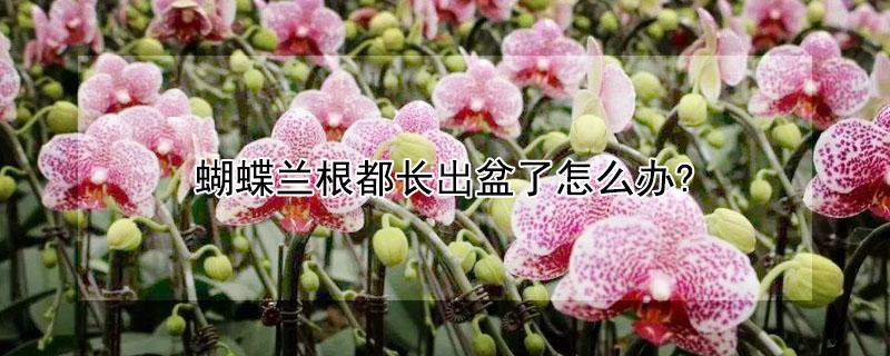 蝴蝶兰根都长出盆了怎么办?（蝴蝶兰的根瘪了是怎么回事啊）