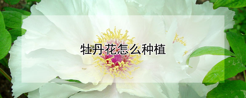 牡丹花怎么种植 牡丹花怎么种植用种子能种吗
