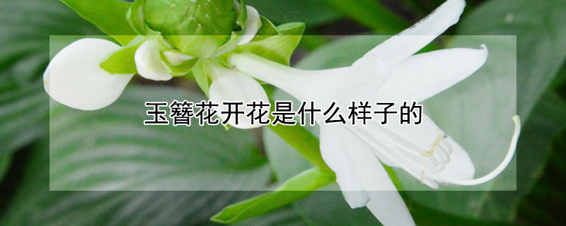 玉簪花开花是什么样子的（玉簪花的花期开多长时间）